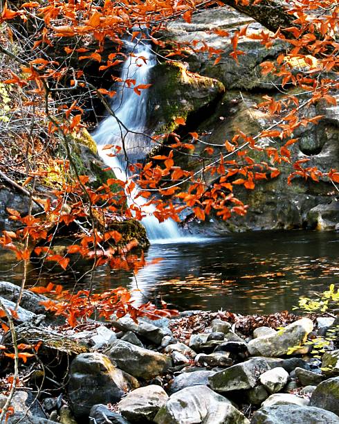 Fall leaves foreground Waterfall background stock photo