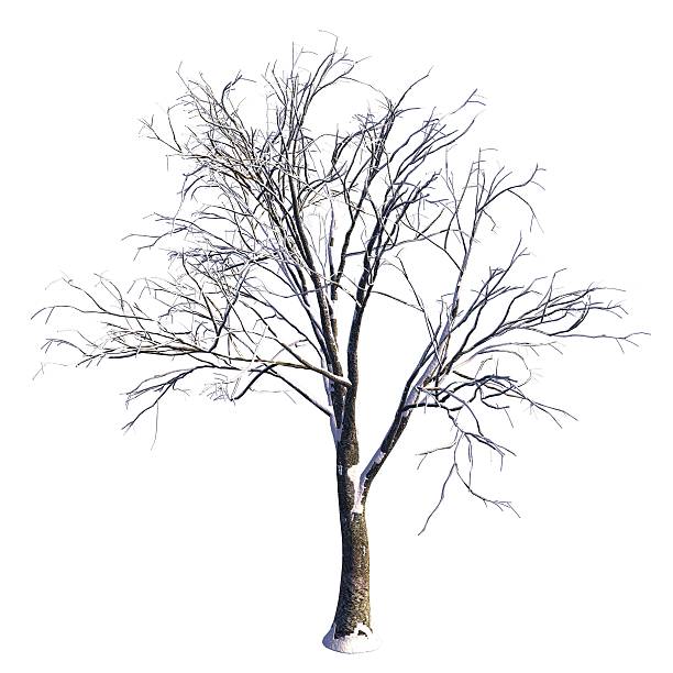 istock Winter Tree On Snow Isolated White 3D Illustration 625121556