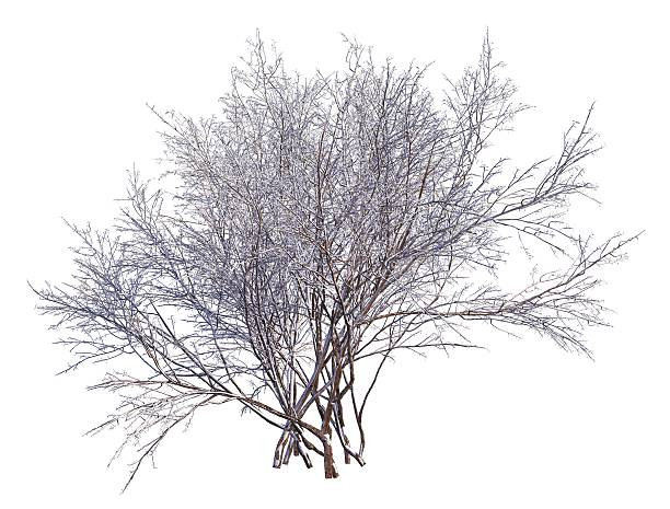 istock Winter Tree On Snow Isolated White 3D Illustration 625122200