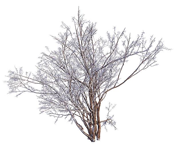 istock Winter Tree On Snow Isolated White 3D Illustration 625122552