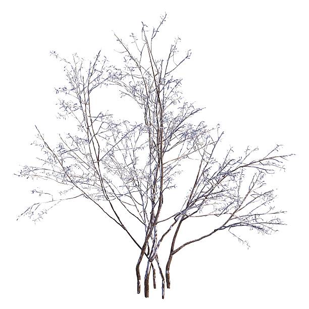 istock Winter Tree On Snow Isolated White 3D Illustration 625122768