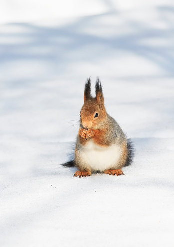 Cute fluffy red squirrel eats the seeds on the white snow in winter Park