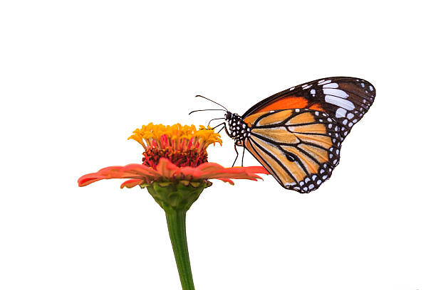 istock Butterflies and flowers 625126560