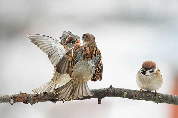 istock angry birds fighting  with its wings outstretched 625129726