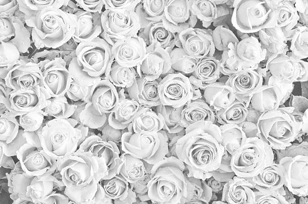 istock roses monochrome style on soft blur texture for background 625131336