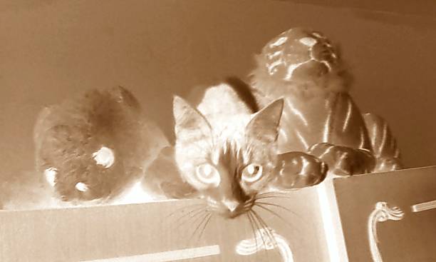 Cat Lying Closeup Sepia Relaxed Cute Feline Animal Pet Outdoors