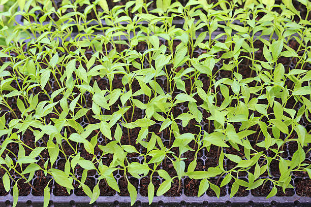 istock Baby chili plants in the greenhouse. 625143720