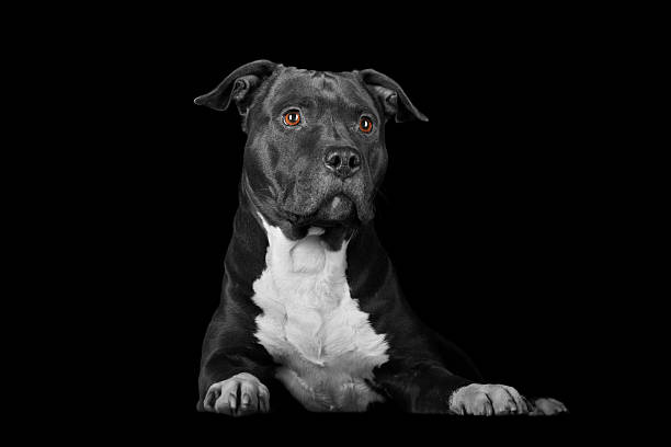 attentive dog on black beautiful purebred American Stafford dog with clossy coat and white chest on black american pit bull terrier stock pictures, royalty-free photos & images