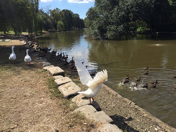 istock white peking duck in Audubon Park in New Orleans makes 625144436