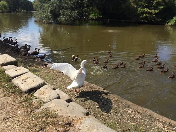 istock white peking duck in Audubon Park in New Orleans makes 625144538