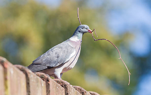 istock Dove with small branch isolated 625146354