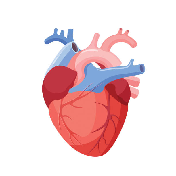 ilustraciones, imágenes clip art, dibujos animados e iconos de stock de corazón anatómico aislado. órgano muscular en humanos - human vein illustrations