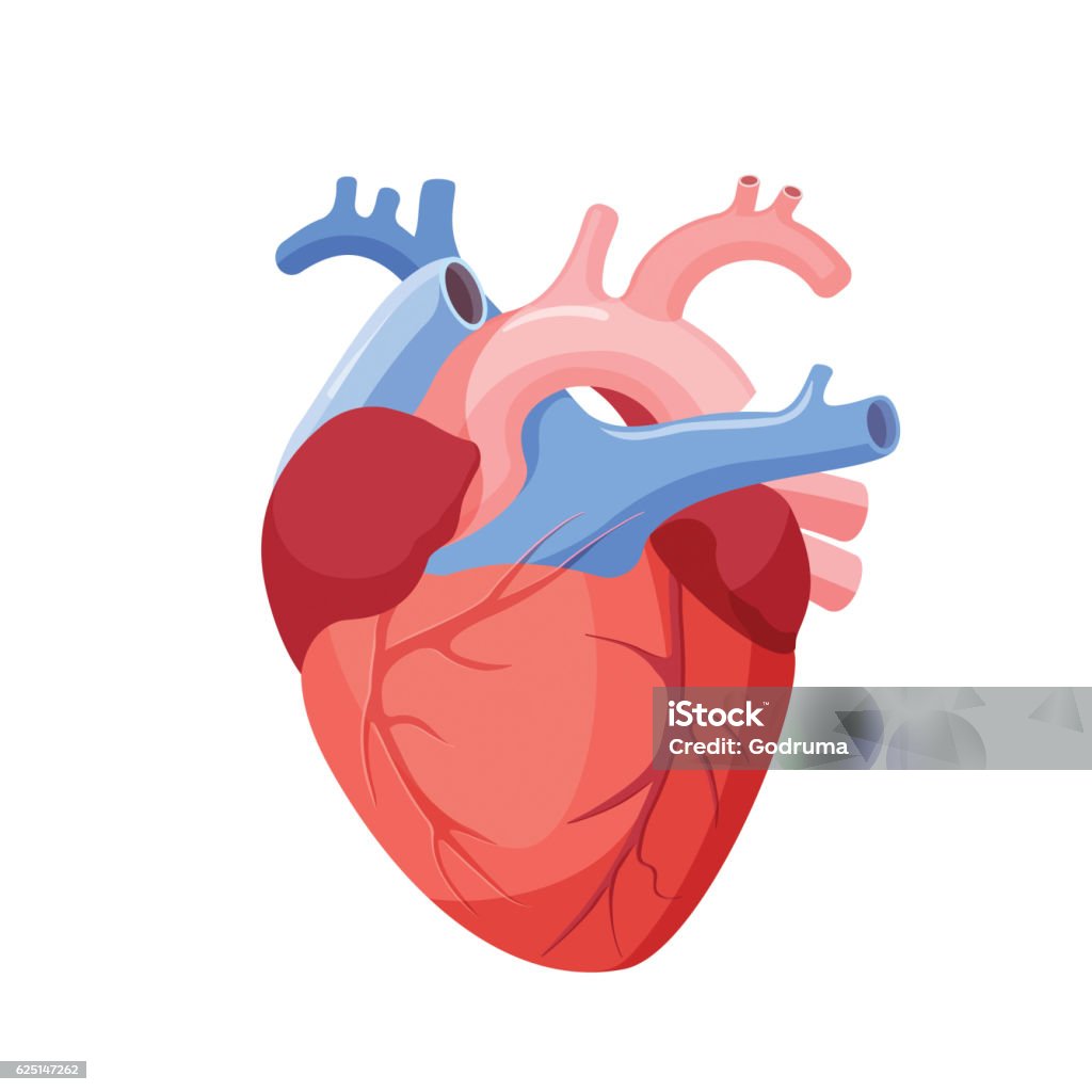 Cœur anatomique isolé. Organe musculaire chez l’homme - clipart vectoriel de Coeur humain libre de droits