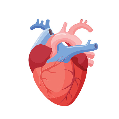 Anatomical heart isolated. Muscular organ in humans and animals, which pumps blood through blood vessels of circulatory system. Heart diagnostic center sign. Human heart cartoon design. Vector