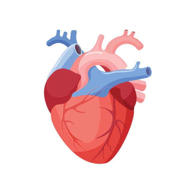 Anatomical Heart Isolated. Muscular Organ in Human Anatomical heart isolated. Muscular organ in humans and animals, which pumps blood through blood vessels of circulatory system. Heart diagnostic center sign. Human heart cartoon design. Vector biology stock illustrations