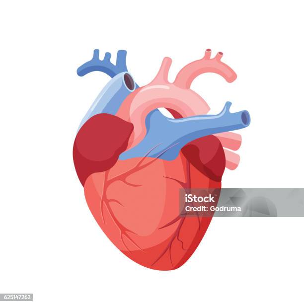 Anatomical Heart Isolated Muscular Organ In Human Stock Illustration - Download Image Now - Human Heart, Anatomy, Vector
