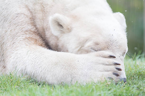 lustiger nahaufnahme eines eisbär (icebear) - polar bear bear white close up stock-fotos und bilder