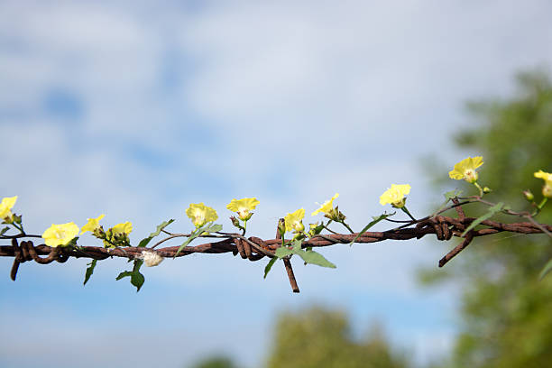 istock Thousands of yellow flowers on old rusty barbed wire. 625150232