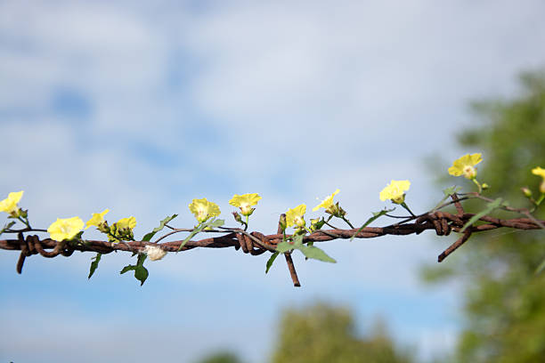 istock Thousands of yellow flowers on old rusty barbed wire. 625150302