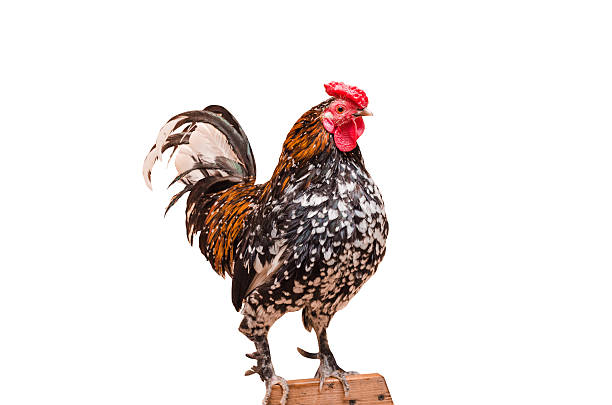 istock Large living rooster 625156438