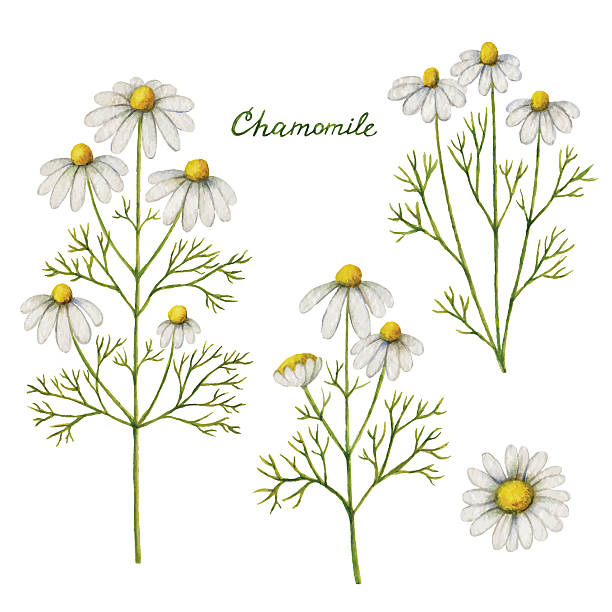 illustrazioni stock, clip art, cartoni animati e icone di tendenza di illustrazione vettoriale ad acquerello della camomilla. - chamomile