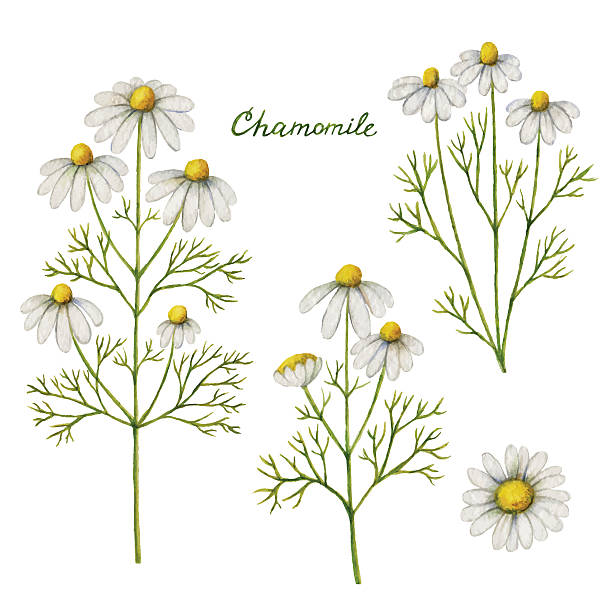 Watercolor vector illustration of chamomile. Watercolor vector illustration of chamomile. Healing Herbs for design Natural Cosmetics, aromatherapy, medicine, health products and homeopathy. chamomile plant stock illustrations