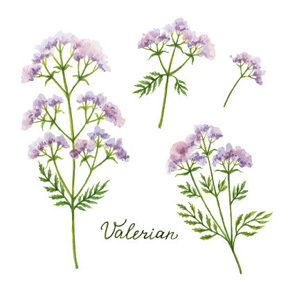 Watercolor vector illustration of Valerian. Healing Herbs for design Natural Cosmetics, aromatherapy, medicine, health products and homeopathy.