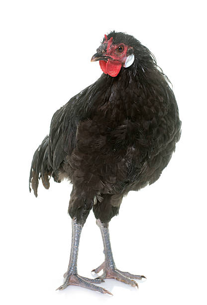 the Fleche chicken la Fleche chicken in front of white background fleche stock pictures, royalty-free photos & images