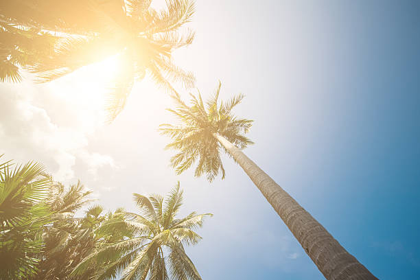 istock Palm Trees Sun Light Hot Equator Nature Landscape Tropical Background 625156882