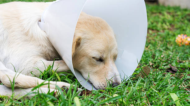 istock Sick dog wearing a funnel collar. 625157244
