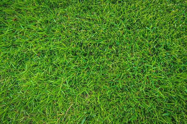 istock Close-up of grass 625157314