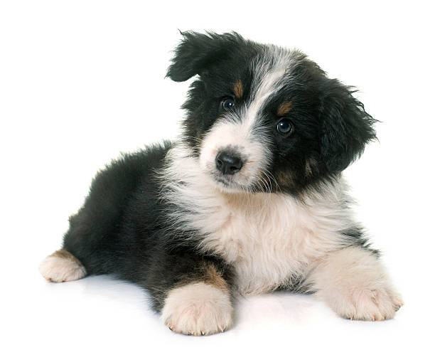 istock puppy australian shepherd in studio 625157528