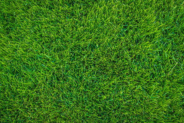 istock Close-up of grass 625157908