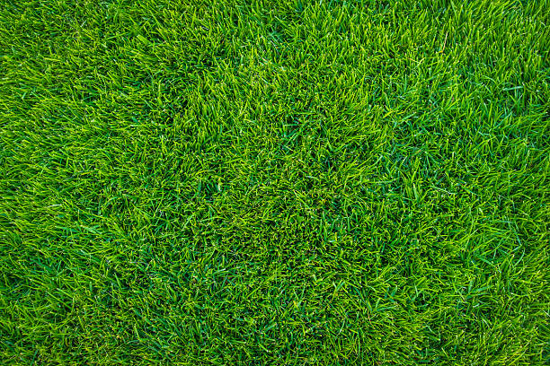istock Close-up of grass 625158082