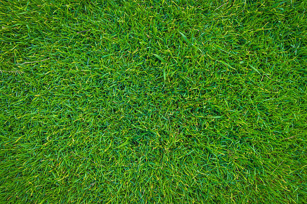 istock Close-up of grass 625158330