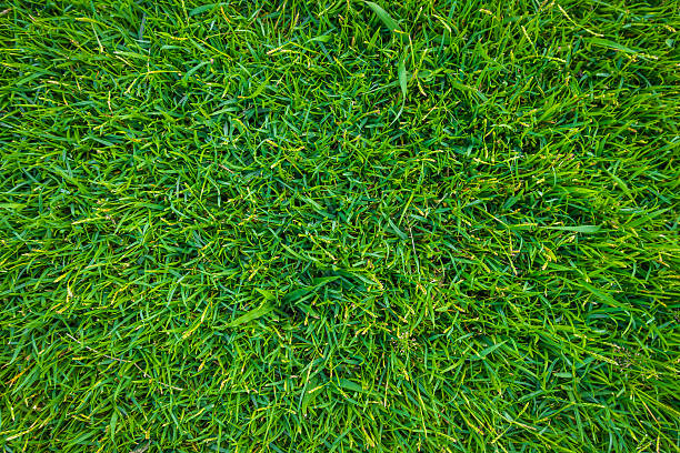 istock Close-up of grass 625158496
