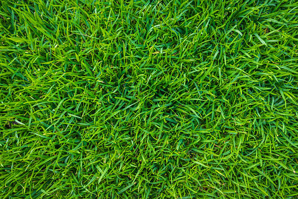 istock Close-up of grass 625158632