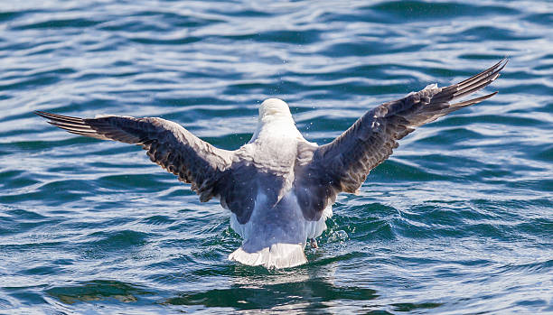 istock Fulmar, Fulmarus glacialis washing 625160248