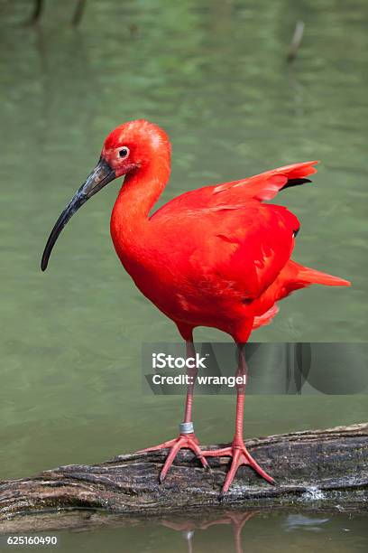 Foto de Íbis Escarlate e mais fotos de stock de América do Sul - América do Sul, Animal, Animal selvagem