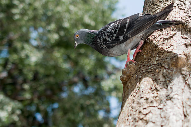 istock Pigeons in street 625161448