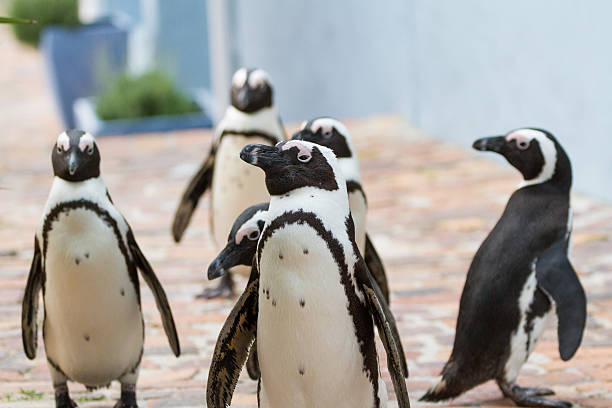 istock Wild Penguins Urban Prowl 625164370