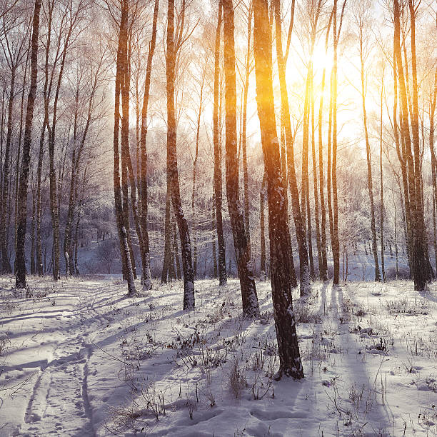 istock Beautiful winter sunset with trees in the snow 625165336