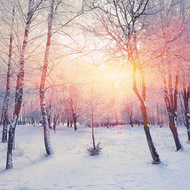 istock Beautiful winter sunset with trees in the snow 625165488