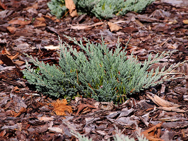 Juniperus horizontalis 'Blue Chip' Juniperus horizontalis 'Blue Chip' - creeping juniper juniperus horizontalis stock pictures, royalty-free photos & images