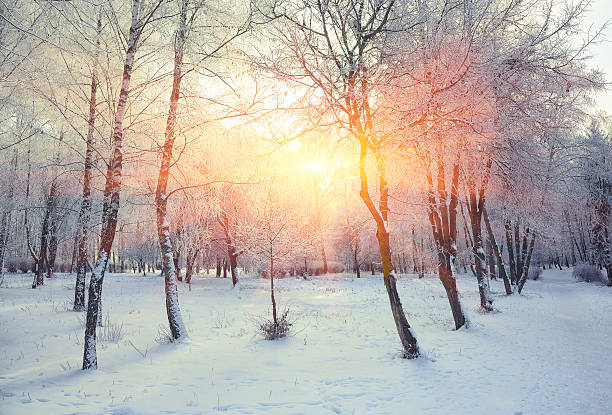istock Beautiful winter sunset with trees in the snow 625167598