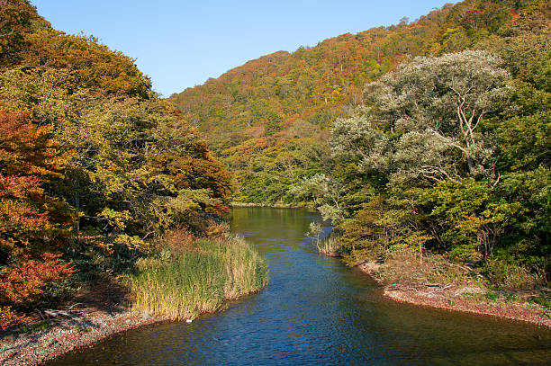istock Autumn Leaves in Japan on a sunny day 625168050