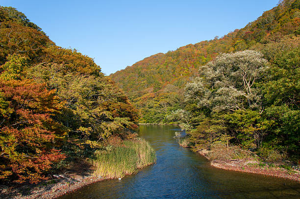 feuilles d’automne au japon par une journée ensoleillée - parc national de towada hachimantai photos et images de collection