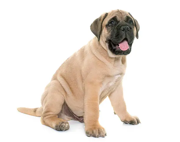 puppy bull mastiff in front of white background