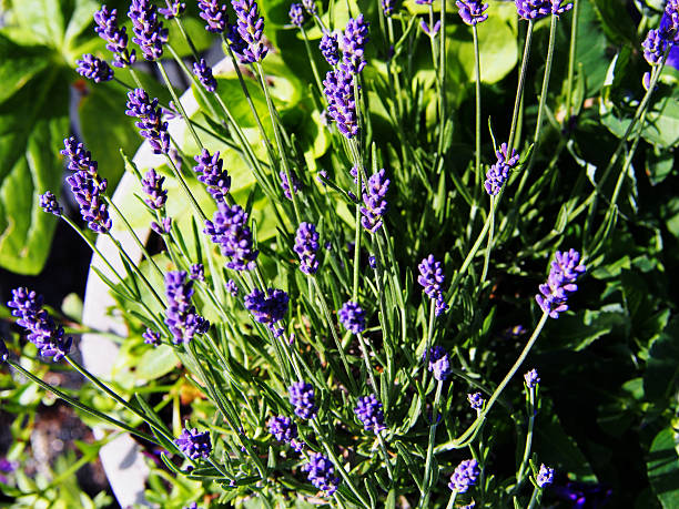 istock Lavandula angustifolia - lavender 625188298