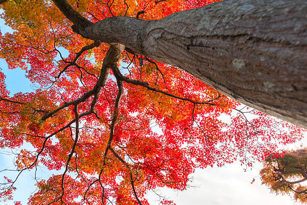istock Autumn foliage in Nagatoro, Saitama, Japan 625190820